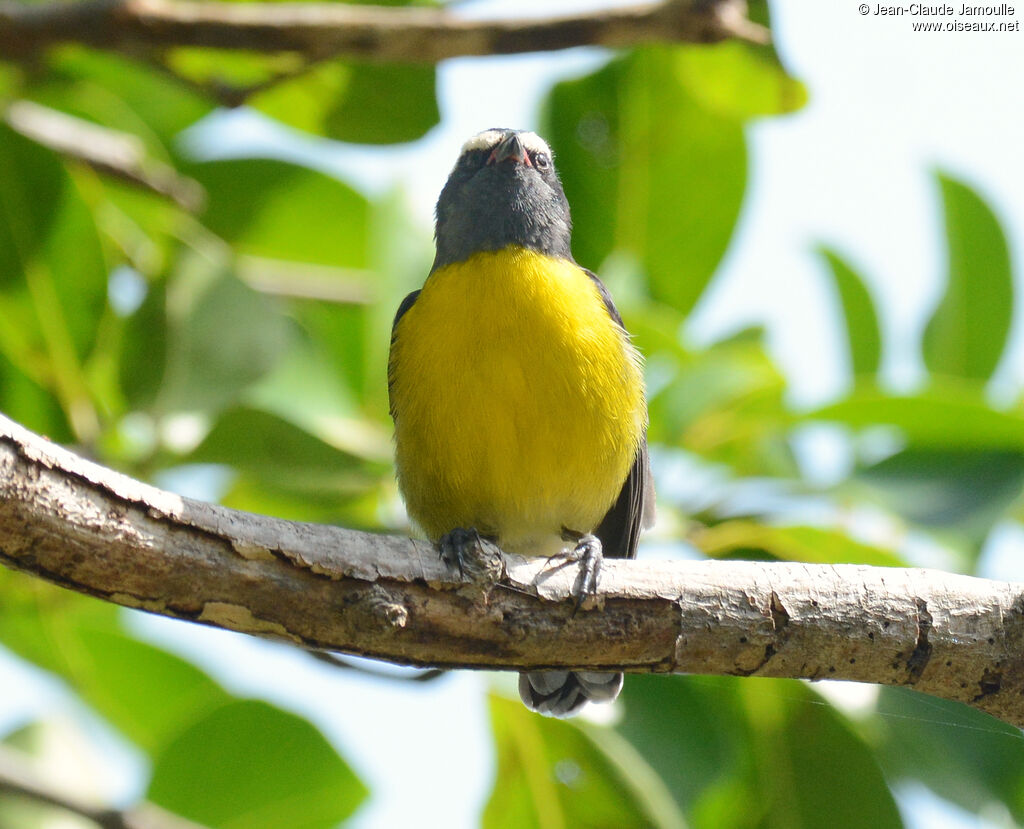 Bananaquitadult, pigmentation, Flight