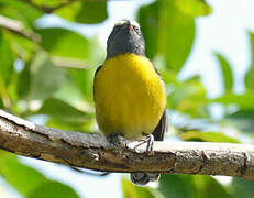 Bananaquit