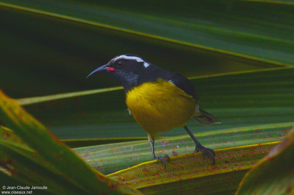 Sucrier à ventre jaune