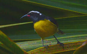 Bananaquit