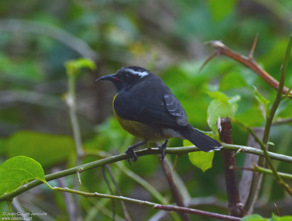 Bananaquit