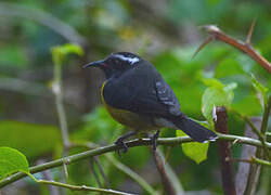 Bananaquit