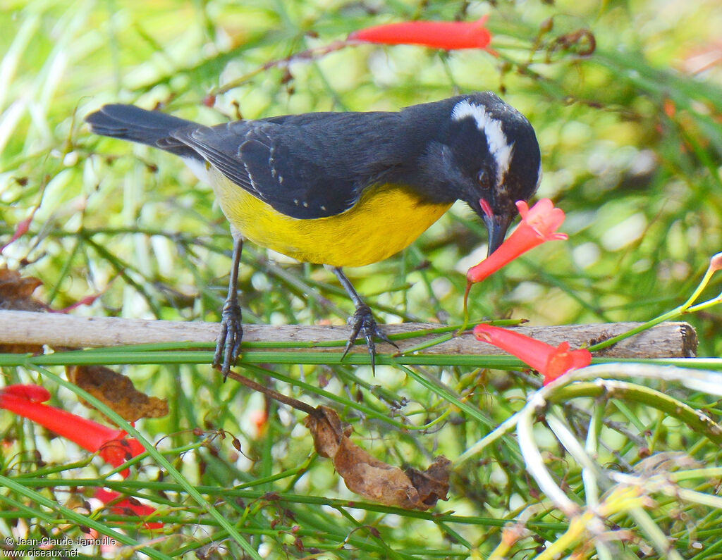 Bananaquit