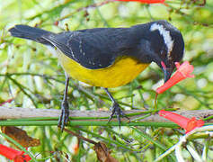 Bananaquit