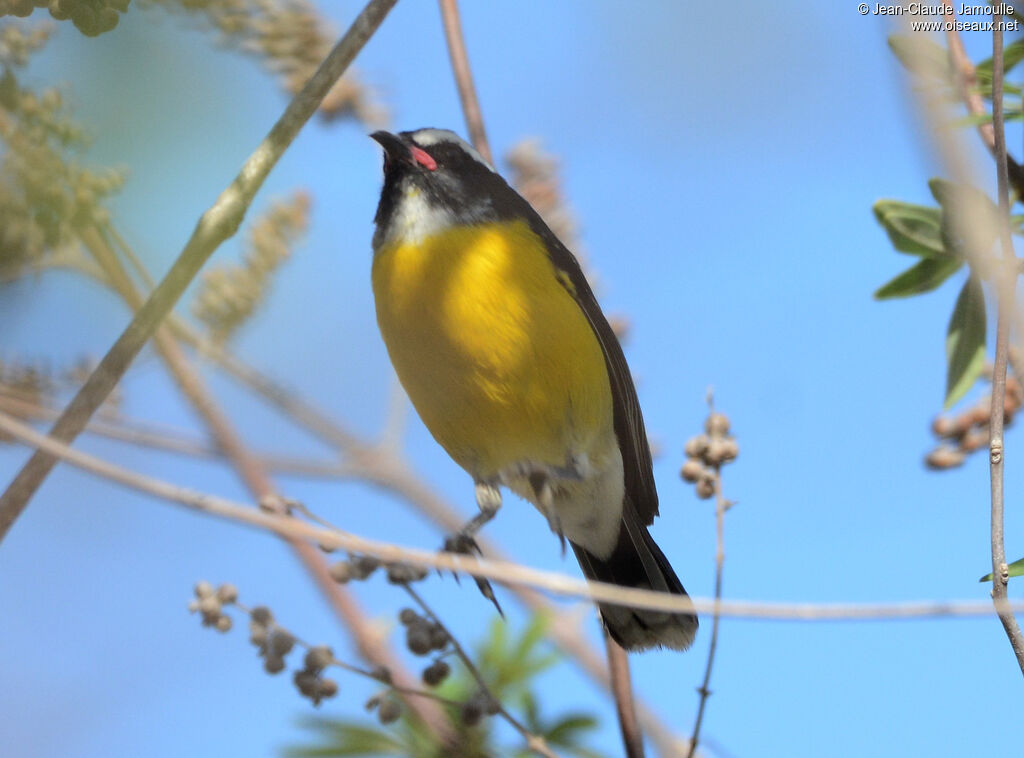 Bananaquitadult, aspect, Flight, fishing/hunting