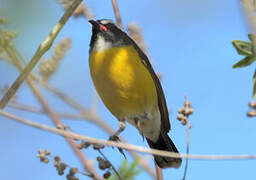 Bananaquit