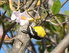 Bananaquit