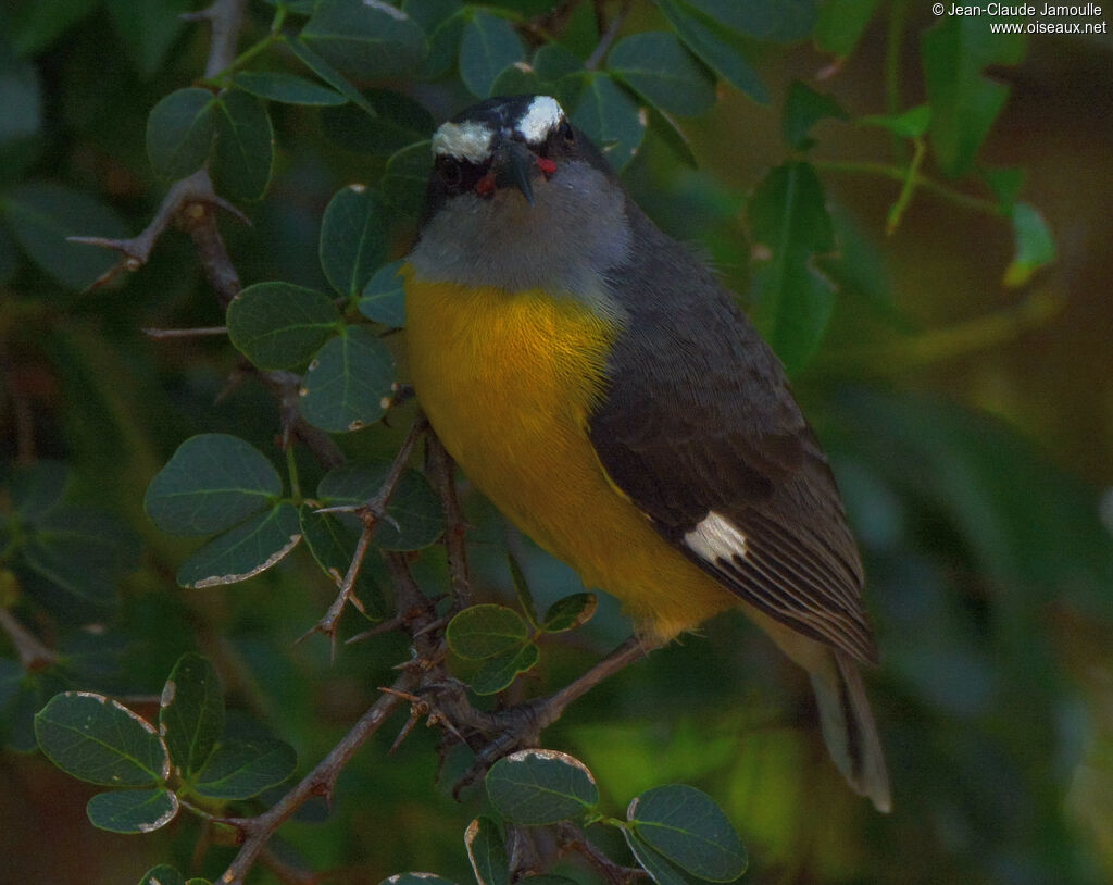 Bananaquitadult, close-up portrait, aspect, Flight, Reproduction-nesting