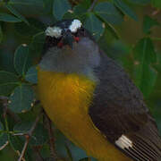 Bananaquit