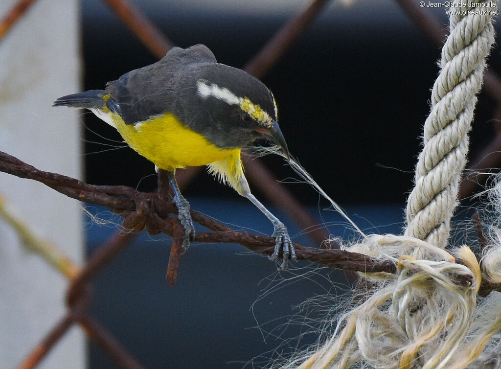 Sucrier à ventre jaune, Nidification