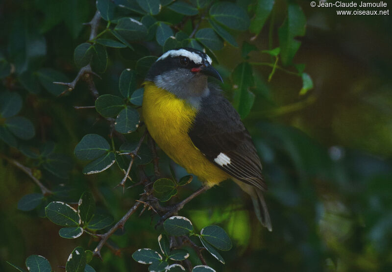 Bananaquitadult, identification, habitat, aspect, Flight, Reproduction-nesting