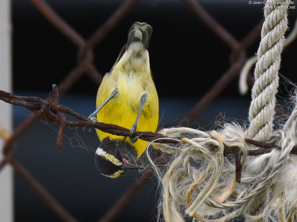 Bananaquit