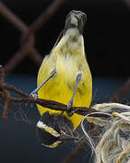 Sucrier à ventre jaune