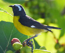 Bananaquit