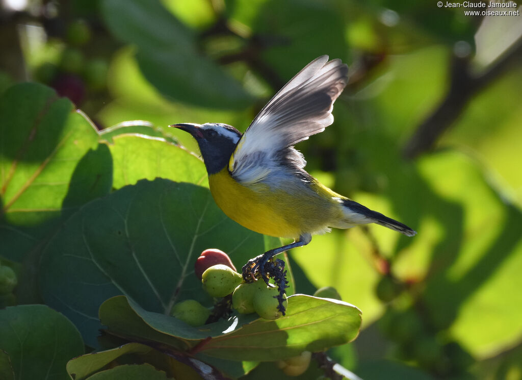 Bananaquit