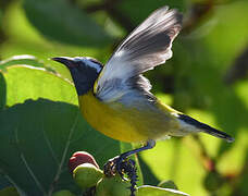 Bananaquit