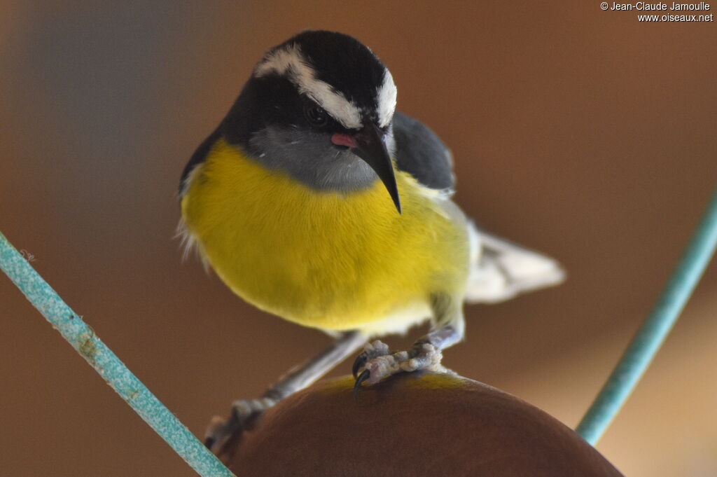 Bananaquit
