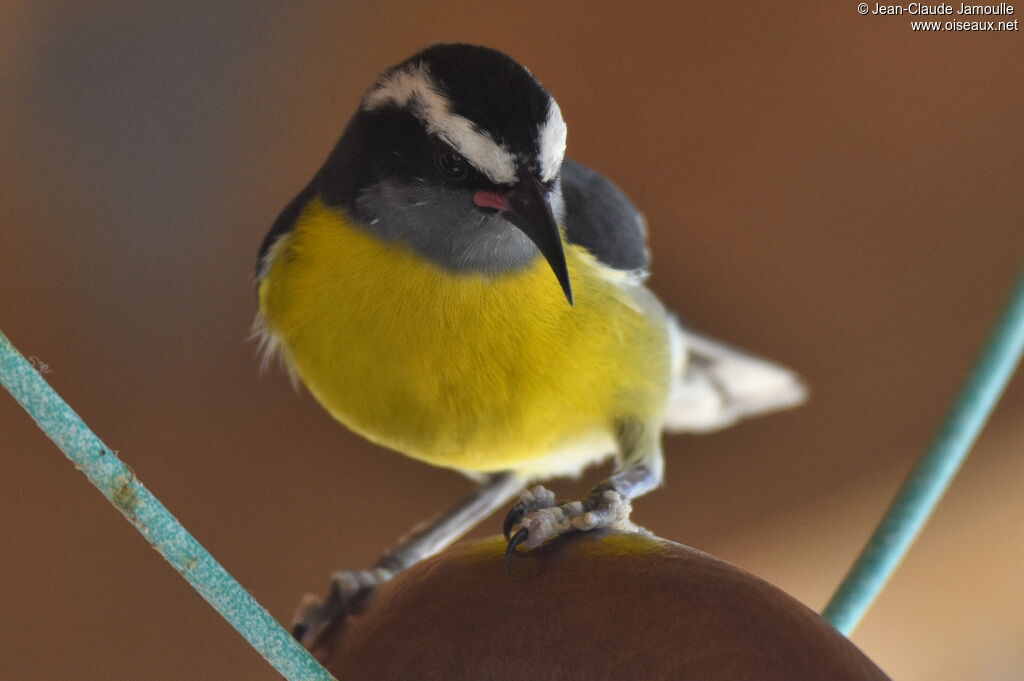 Sucrier à ventre jaune