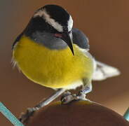 Bananaquit