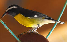 Bananaquit