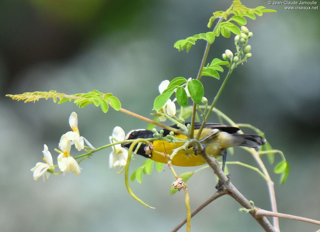 Bananaquit