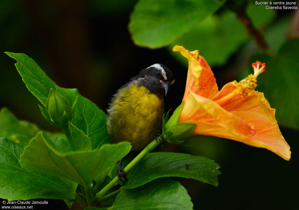 Bananaquit, feeding habits, Behaviour