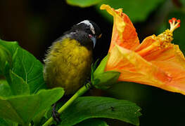 Bananaquit