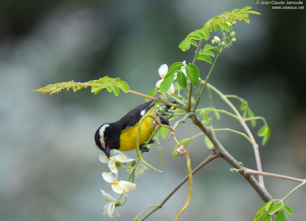 Bananaquit