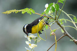 Bananaquit