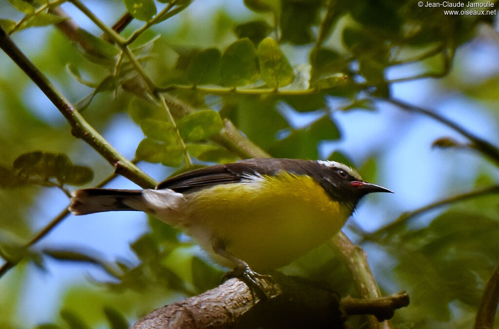 Sucrier à ventre jaune