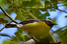 Bananaquit