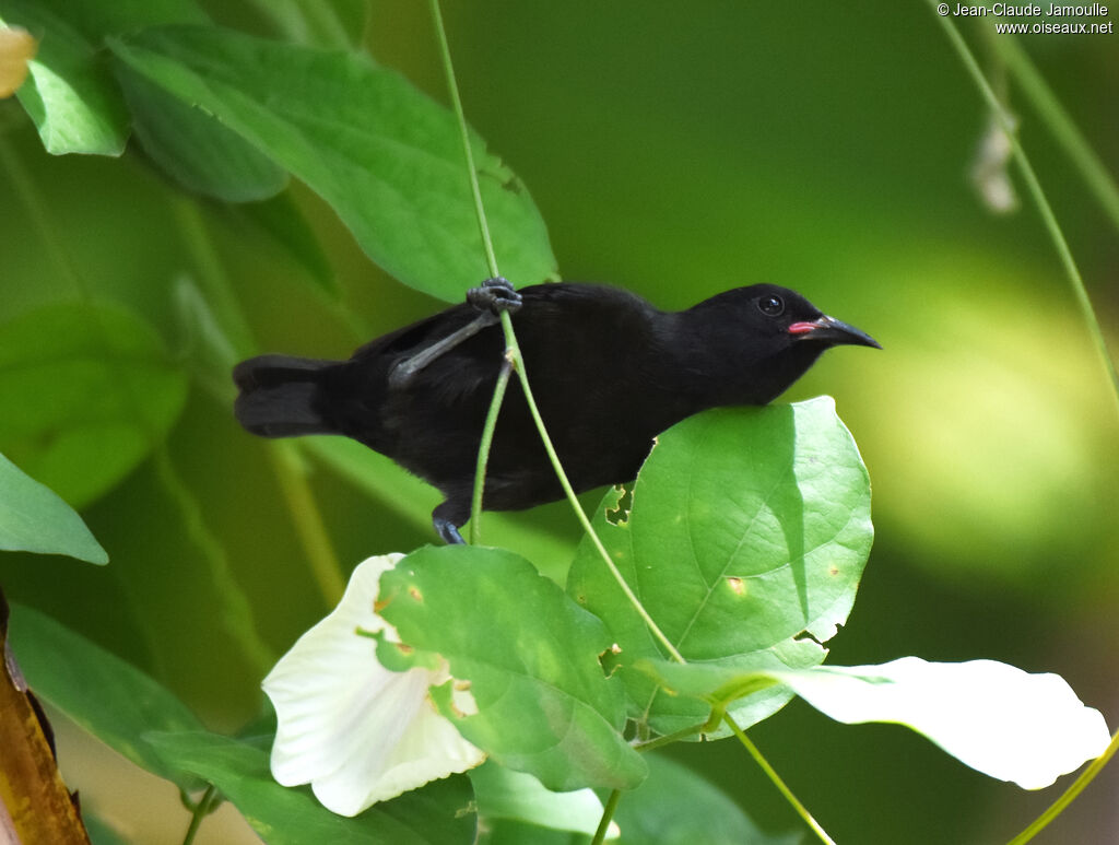 Bananaquit