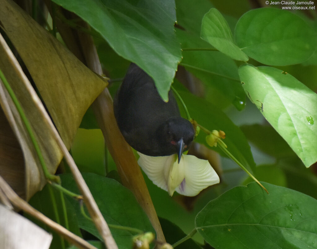 Bananaquit