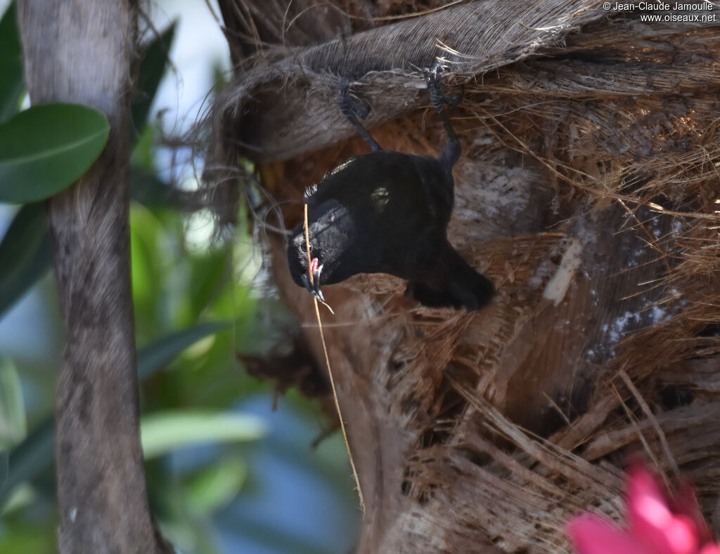 Bananaquit