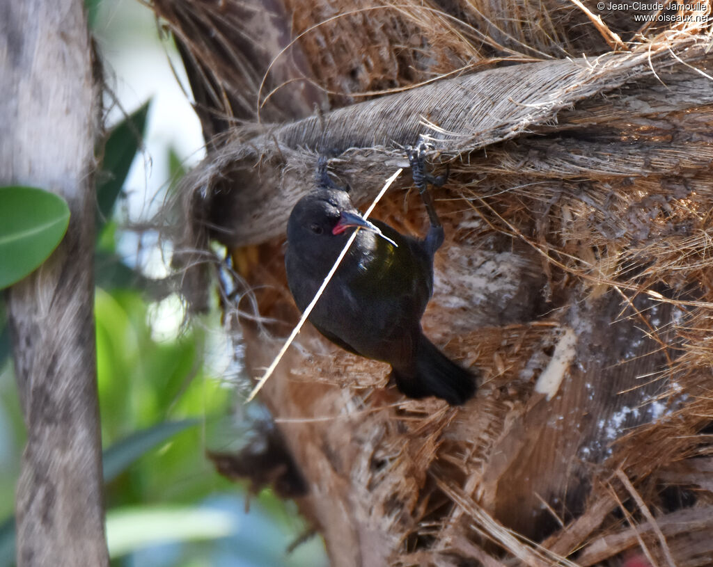 Bananaquit