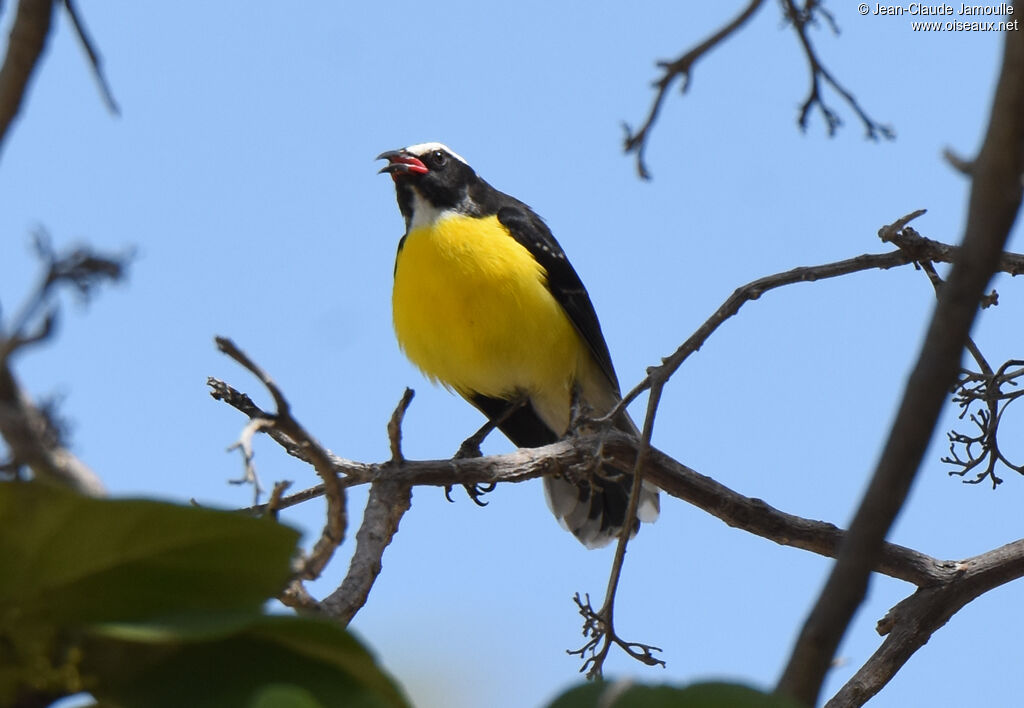 Sucrier à ventre jaune