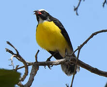 Bananaquit