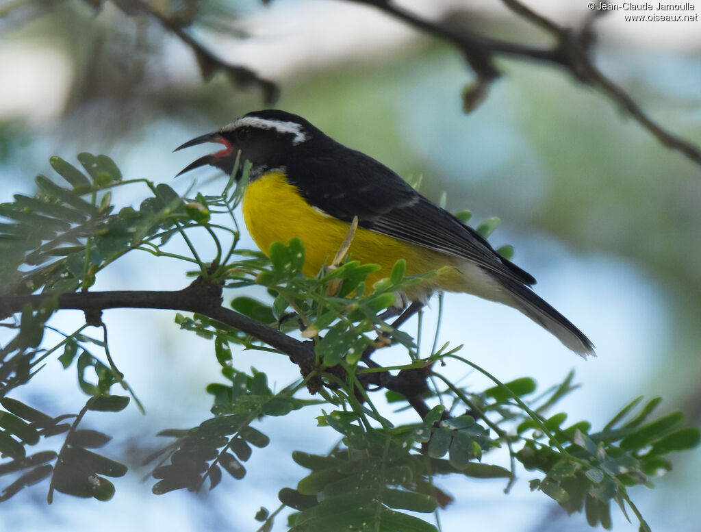 Bananaquit