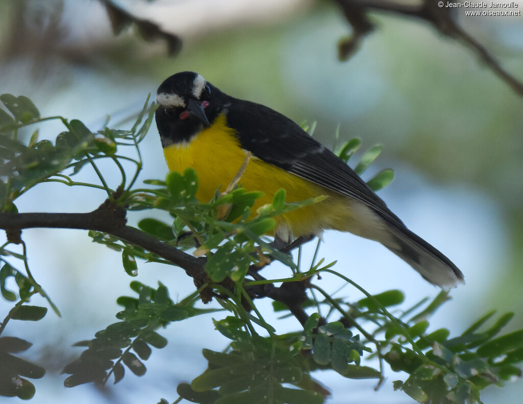 Bananaquit