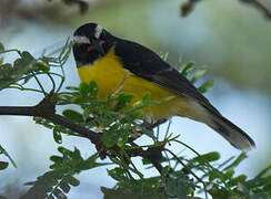 Bananaquit