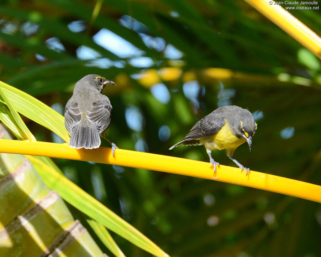 Bananaquitimmature, habitat, aspect, Flight