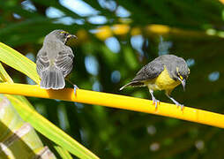 Bananaquit