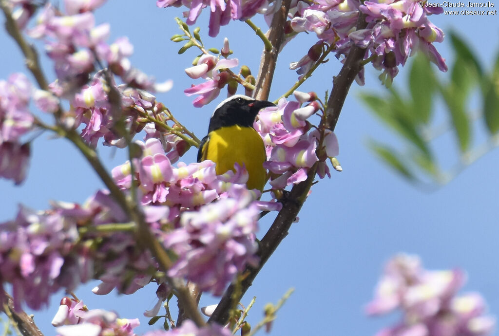 Bananaquit