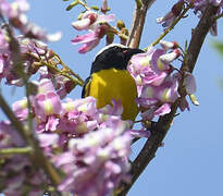 Bananaquit