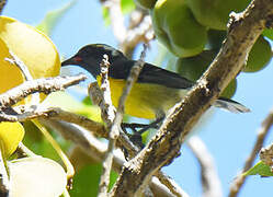 Bananaquit