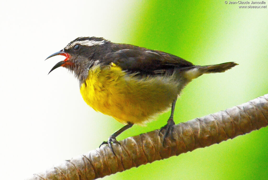 Bananaquit