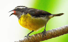 Bananaquit