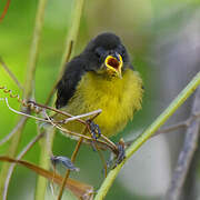 Bananaquit