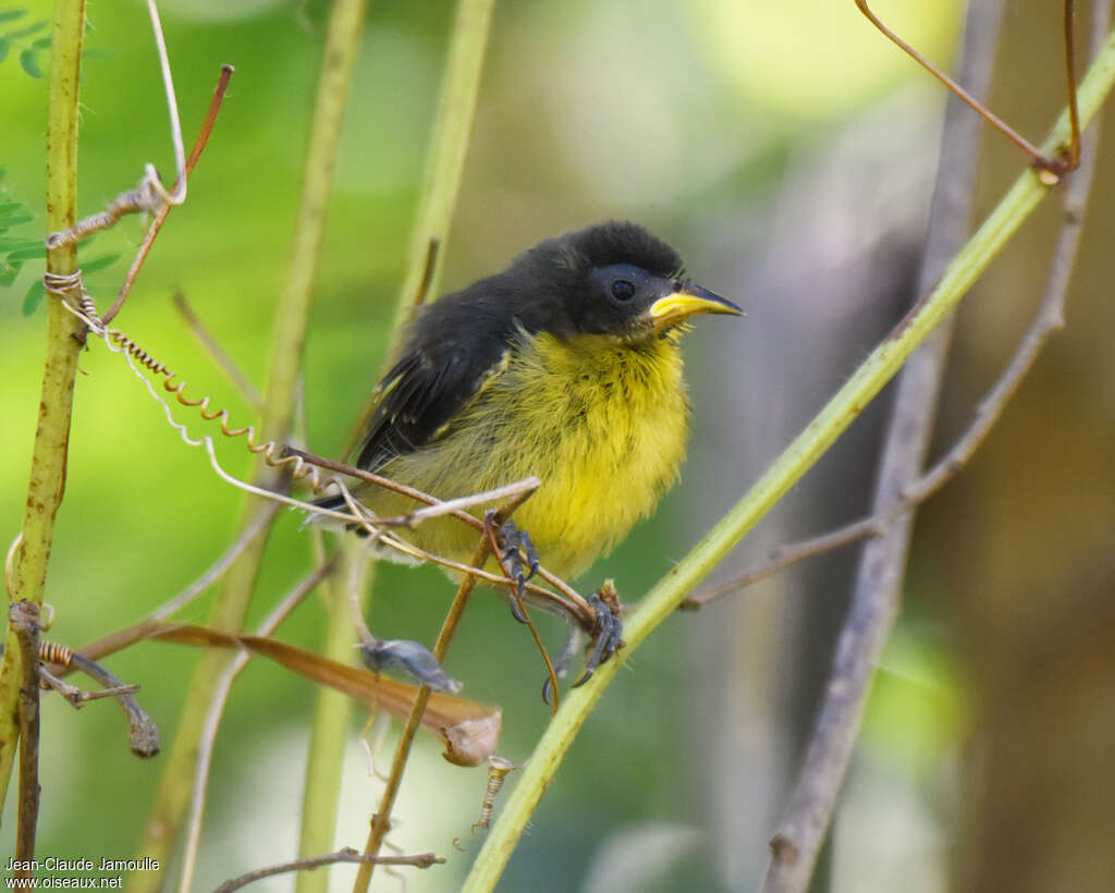 Sucrier à ventre jaunejuvénile, identification