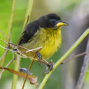 Bananaquit